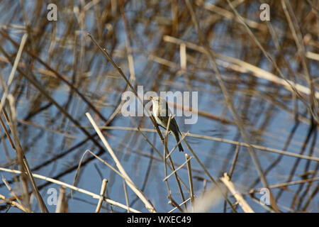 Piccolo chiffchaff latino phylloscopus collybita un tipo di foglia trillo seduto su una canna in una riserva naturale in Italia Foto Stock