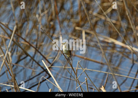 Piccolo chiffchaff latino phylloscopus collybita un tipo di foglia trillo seduto su una canna in una riserva naturale in Italia Foto Stock