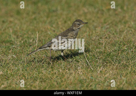 Una bella roccia, Pipit Anthus petrosus, appollaiate sul terreno in erba. È a caccia di insetti da mangiare. Foto Stock