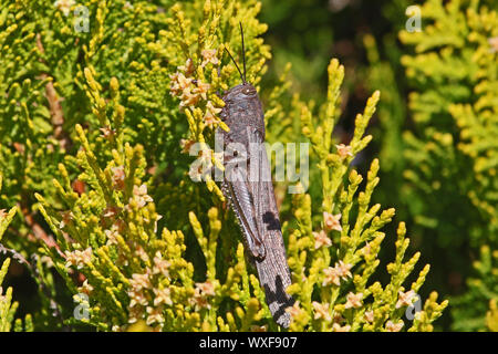 Adulto grasshopper egiziano close up latino anacridium aegyptium su un albero di thuja nome latino arbor vitae cupressaceae mostra striscia sul occhio in Italia Foto Stock