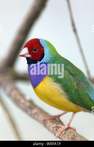 Gouldian finch - Erythrura gouldiae Foto Stock