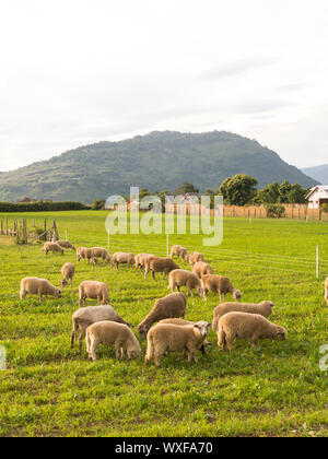 Pecore al pascolo nei campi di Los Rios Regione, Valdivia zona, nel sud del Cile, Araucania Paesi andini. Foto Stock