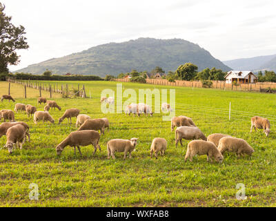 Pecore al pascolo nei campi di Los Rios Regione, Valdivia zona, nel sud del Cile, Araucania Paesi andini. Foto Stock