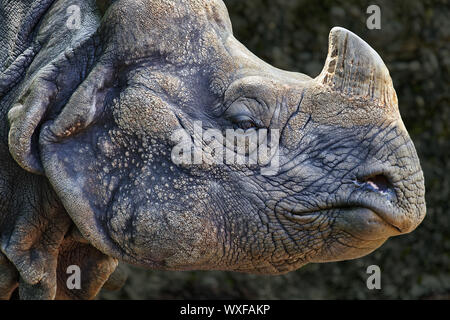 Grande rinoceronte indiano - Rhinoceros unicornis Foto Stock