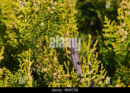 Adulto grasshopper egiziano close up latino anacridium aegyptium su un albero di thuja nome latino arbor vitae cupressaceae mostra striscia sul occhio in Italia Foto Stock