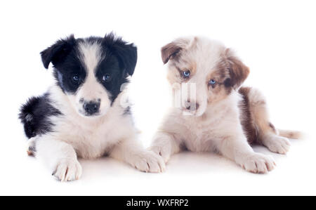 Ritratto di cuccioli border collies davanti a uno sfondo bianco Foto Stock