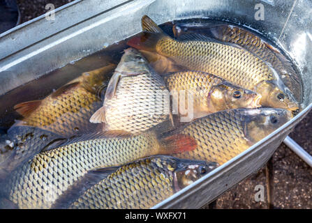 Appena catturati materie pesci di fiume carp pronti per la vendita Foto Stock