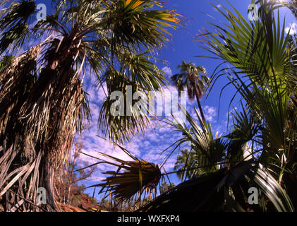 PALMS (LIVISTONA) in Palm Valley, il Territorio del Nord, l'Australia. PALM Valley si trova nelle oasi del deserto di Finke Gorge National Park. Foto Stock