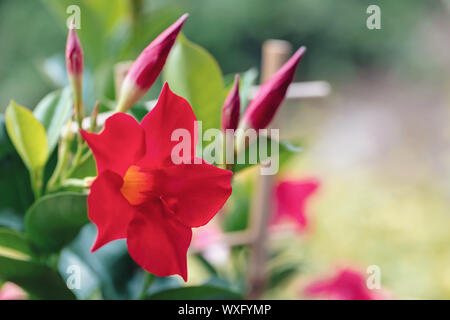 Fioritura red rose Mandevilla Dipladenia Foto Stock