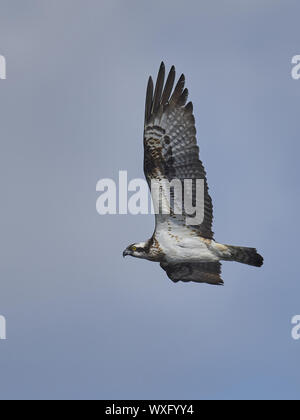 Osprey Foto Stock