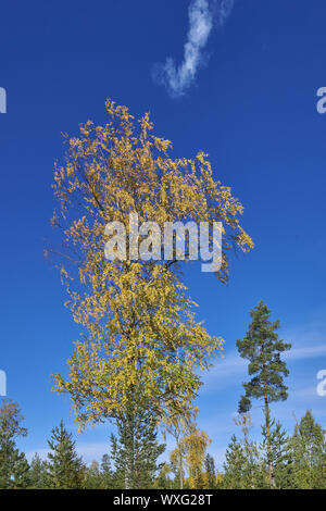 Ħamra Nationalpark Foto Stock