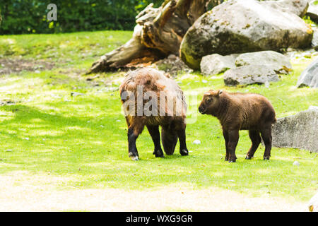 Un americano (Bison bison bison) pascolare nel prato Foto Stock