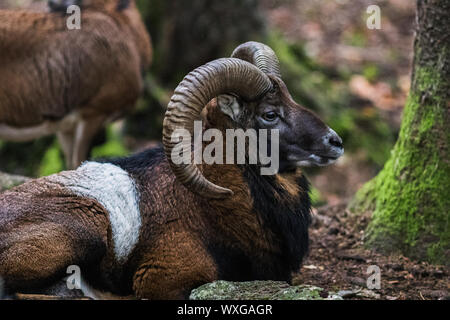 Un maschio muflon nella foresta Foto Stock