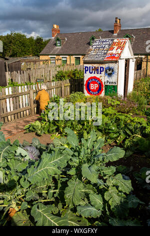 Regno Unito, County Durham, Beamish, museo, Pit Village, Francesco Street, donna ripulendo dalle erbacce in Miner's cottage orti accanto al capanno fatto dal vecchio annuncio di smalto Foto Stock