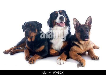Ritratto di una razza Bovaro del Bernese, rottweiler e pastore tedesco di fronte a uno sfondo bianco Foto Stock