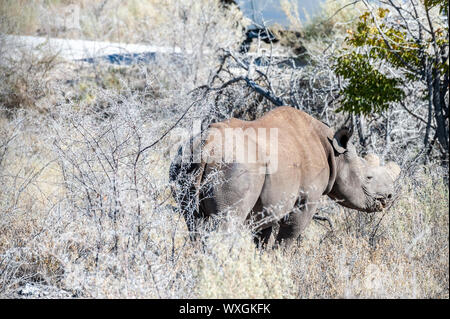 Un rinoceronte nero - Diceros simum- mangiare scrubs sulle pianure del parco nazionale di Etosha, Namibia. Foto Stock