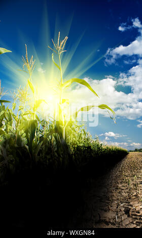 Sunrise su un cornfield Foto Stock