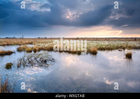 Palude con cottograss con cielo riflessa prima del tramonto Foto Stock