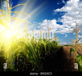 Alba sul campo di grano Foto Stock