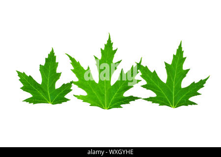 Tre foglie di mapple isolato Foto Stock