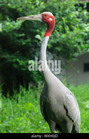 Gru di sarus Foto Stock