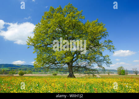 Rovere, botti di quercia (Quercus petraea), albero solitario in primavera. Svizzera Foto Stock