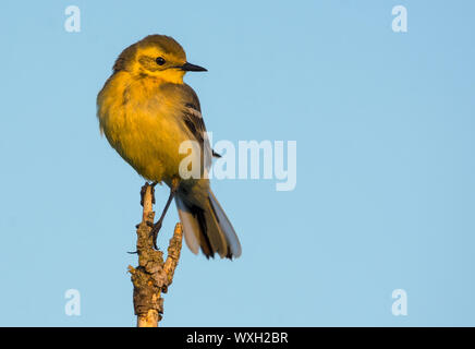 Femmina wagtail citrino si siede sulla cima del piccolo ramo con luce sfondo cielo Foto Stock