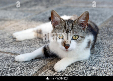 Gatto europeo previste in una strada Foto Stock