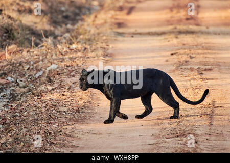 Il fantomatico Black Panther, melanistic Indian leopard (Panthera pardus fusca). Kabini, Nagarhole Riserva della Tigre, Hassan, Karnataka, India Foto Stock