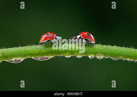 Due macchie coccinella, due macchie Lady Beetle (Adalia bipunctata). Due coleotteri su una rugiada-coperto levetta. Svizzera Foto Stock