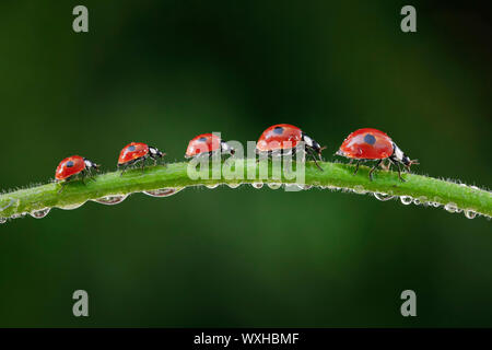 Due macchie coccinella, due macchie Lady Beetle (Adalia bipunctata). Cinque coleotteri su una rugiada-coperto levetta. La composizione digitale. Foto Stock