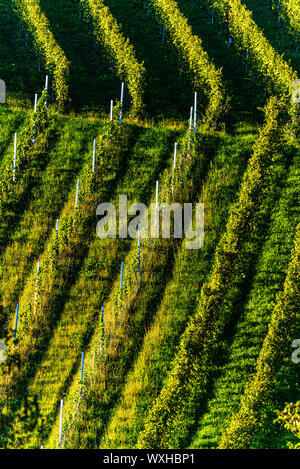 Filari di vigneti di vigne. Paesaggio autunnale. In Austria la Stiria sud . Sfondo astratto di autunno vigneti righe. Foto Stock