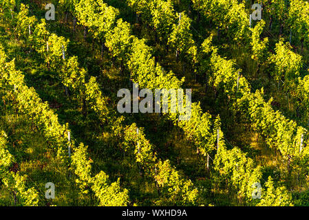 Filari di vigneti di vigne. Paesaggio autunnale. In Austria la Stiria sud . Sfondo astratto di autunno vigneti righe. Foto Stock