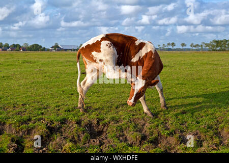 Il bianco e il rosso mucca graffiare orecchio su pascolo Foto Stock