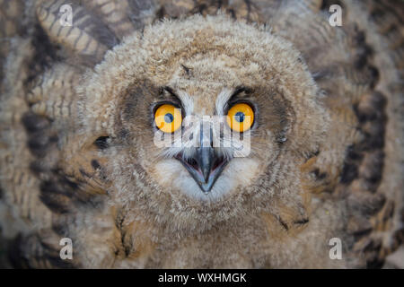 Gufo reale (Bubo bubo), ritratto di capretti. Germania Foto Stock