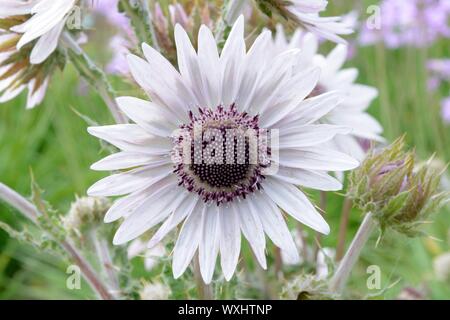 Berkheya purpurea guerriero Zulu fiore testa fiore viola berkheya Foto Stock