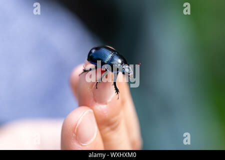Dor beetle (Anoplotrupes stercorosus) su un dito, close-up