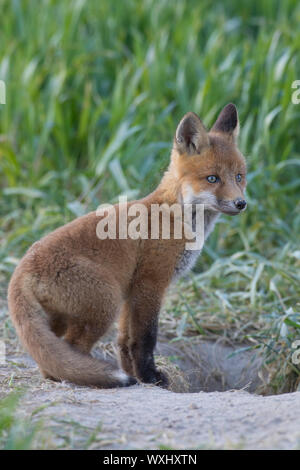 Red Fox (Vulpes vulpes vulpes). Kit vicino a den in primavera, Schleswig-Holstein Foto Stock