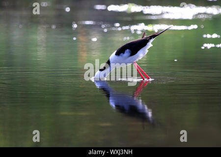 Pied stilt uccello con la sua testa sott'acqua in cerca di cibo, Indonesia Foto Stock