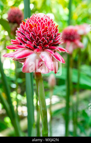 Protea fiore, pianta selvatica nella foresta pluviale Foto Stock