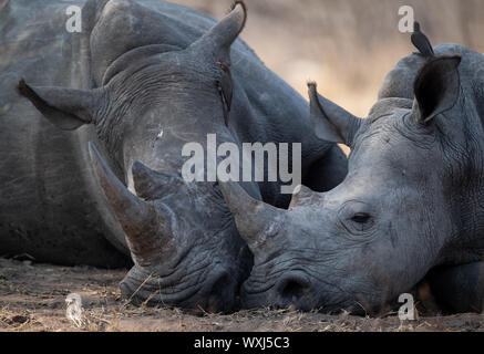 Rinoceronte di mucca e di pelo di vitello, Sud Africa Foto Stock