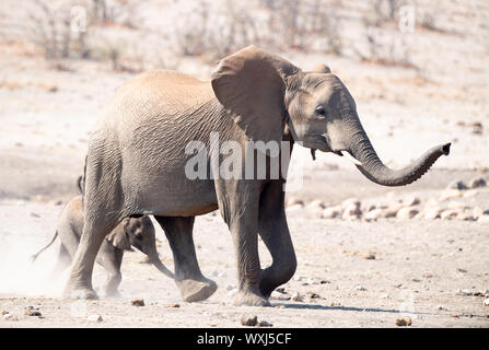 Elephant di mucca e il suo vitello a piedi nel bush, Sud Africa Foto Stock