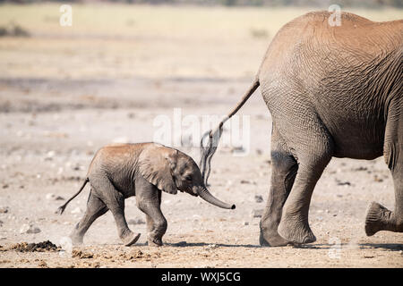 Elephant di mucca e il suo vitello a piedi nel bush, Sud Africa Foto Stock