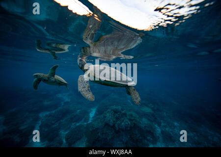 Due tartarughe marine nuotare nell'oceano, Lady Elliot Island, della Grande Barriera Corallina, Queensland, Australia Foto Stock