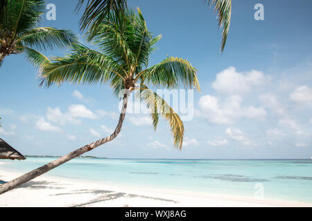 Palm tree su una spiaggia tropicale, Maldive Foto Stock