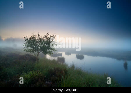 Albero dal lago nella fitta nebbia, crepuscolo prima del sorgere del sole Foto Stock