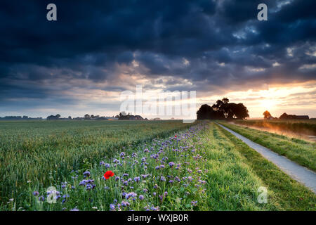 Estate alba sui terreni agricoli olandese con campo di grano e fiori Foto Stock