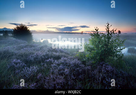 Foschia mattutina sulla palude con la fioritura heather, Fochteloerveen, Paesi Bassi Foto Stock