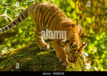 /Amur tigre siberiana Cub (Panthera Tigris Altaica) in piedi su una roccia Foto Stock