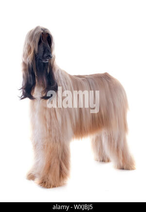 Afghan hound davanti a uno sfondo bianco Foto Stock